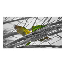 Pássaros coloridos impressão fotográfica