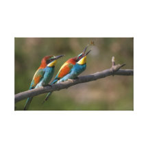 Pássaros Impressão De Canvas Envolvidas