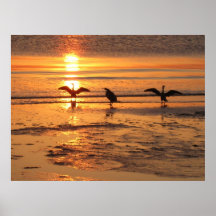 Pássaros na praia poster