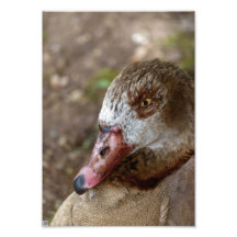 Pato Impressão De Fotos