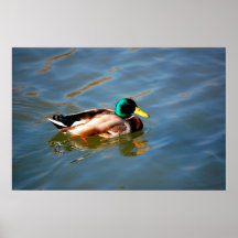 Pato selvagem no lago pôsteres