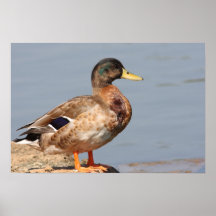 Pato selvagem posters