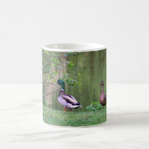 Patos Caneca