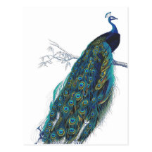 Pavão azul com as penas de cauda bonitas cartão postal
