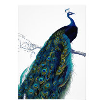 Pavão colorido elegante azul do vintage convite personalizados