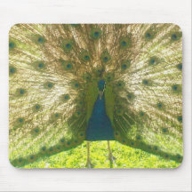 Pavão do tapete do rato mouse pad