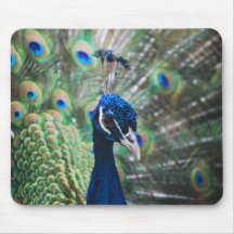 Pavão precário Mousepad