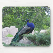 Pavão principesco mouse pad