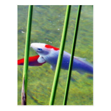 Peixe dourado cartão postal