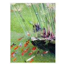 Peixes dourados cartão postal