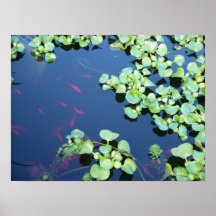 peixes na água posteres