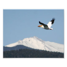 Pelicano sobre Montanhas Rochosas Fotografias