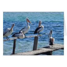 Pelicanos Cartao