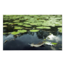 Pena em uma lagoa arte de fotos