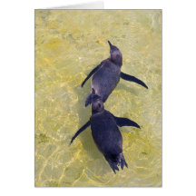 penguins felicitaciones