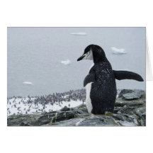 Penguinzilla Cartao