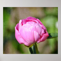 Peônia cor-de-rosa posteres