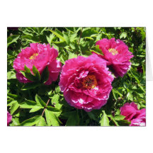 peônias cor-de-rosa cartões