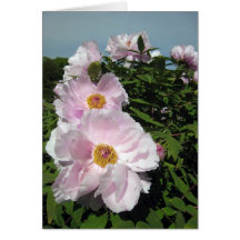 Peônias do rosa de bebê cartão