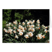 Pêssego Daffodiles Cartoes