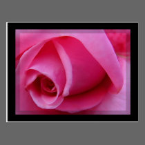 Pétalas cor-de-rosa cor-de-rosa cartões postais