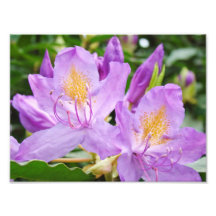 Photograhpy floral imprime rododendros roxos fotos