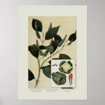 Pimentas Posters
