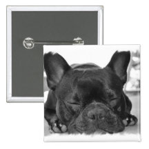 Pin do quadrado do buldogue francês boton