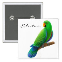 Pin masculino de Eclectus Boton
