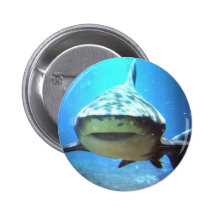 Pin redondo do tubarão boton