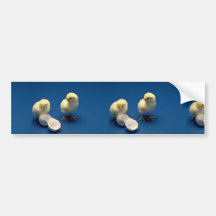 Pintinhos do bebê no fundo azul adesivos