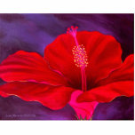 Pintura tropical da flor do hibiscus vermelho - mu escultura de foto