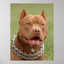 Pitbull Posters