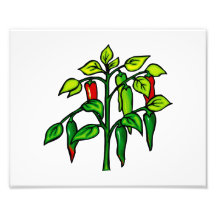 Planta do pimentão muitas pimentas gráficas arte de fotos