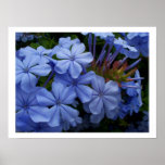 Plumbago Pôsteres