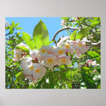 Plumeria havaiano poster