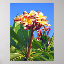 Plumeria havaiano pôsteres