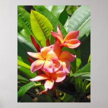 Plumeria havaiano pôsteres