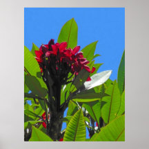 Plumeria havaiano pôsteres