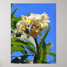 Plumeria havaiano posters