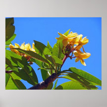 Plumeria havaiano posters