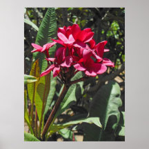 Plumeria havaiano posters