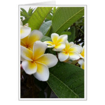 Plumeria perfeito cartões