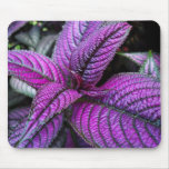 PM roxo da planta Mousepads