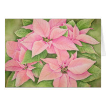 Poinsétias cor-de-rosa cartões