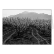 Pomares em proibir as alturas, Mt. San Jacinto, 19 Cartão