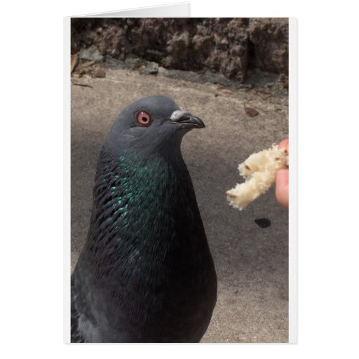 pombo cartoes
