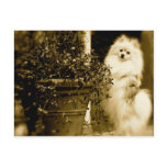Pomeranian bonito cartão postal
