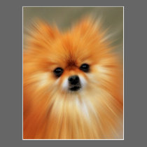 Pomeranian cartões postais