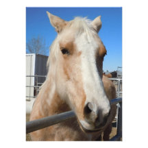 Pônei louro dourado do Palomino - amante do cavalo Convite Personalizados